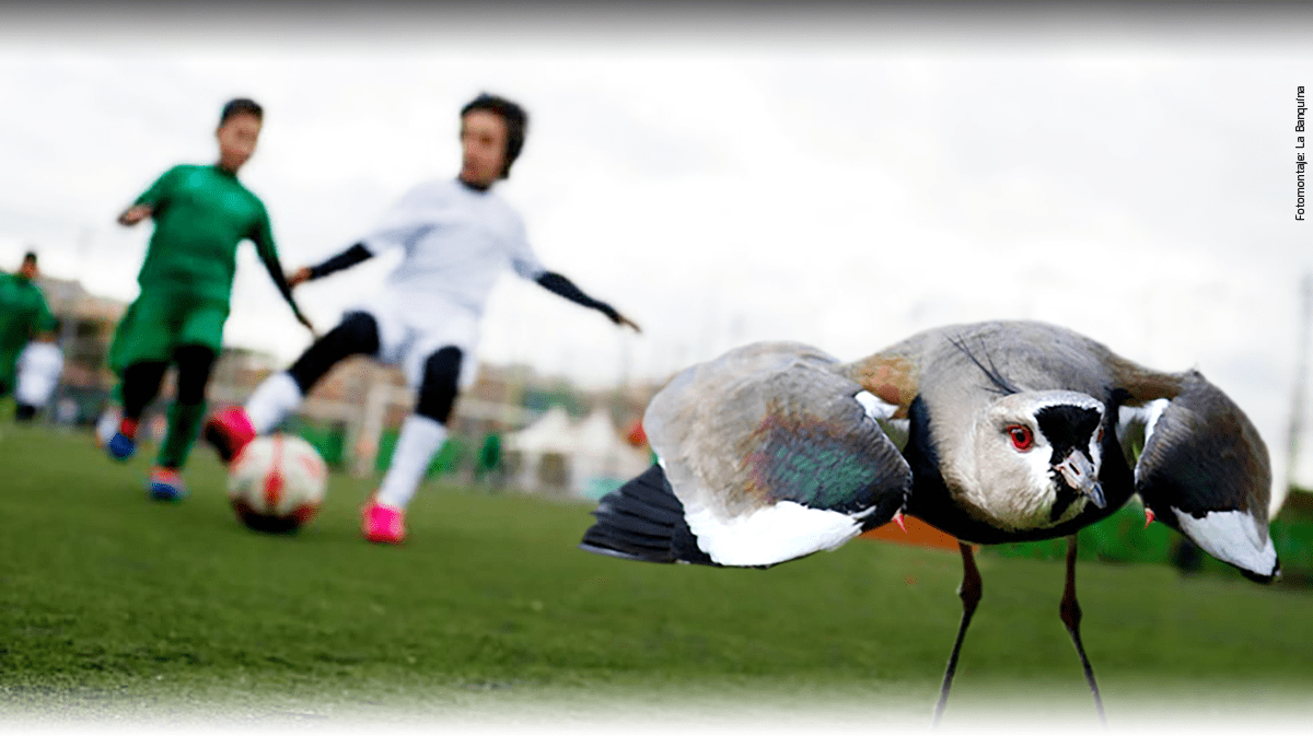 ESCENAS DE FÚTBOL INFANTIL | 1 y 2