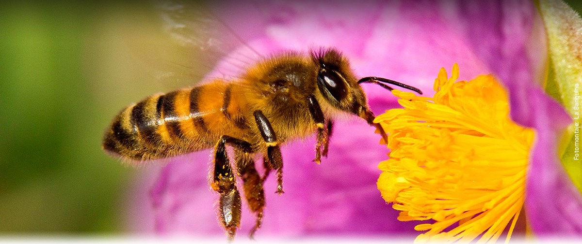 LAS MAGDALENAS DE PROUST