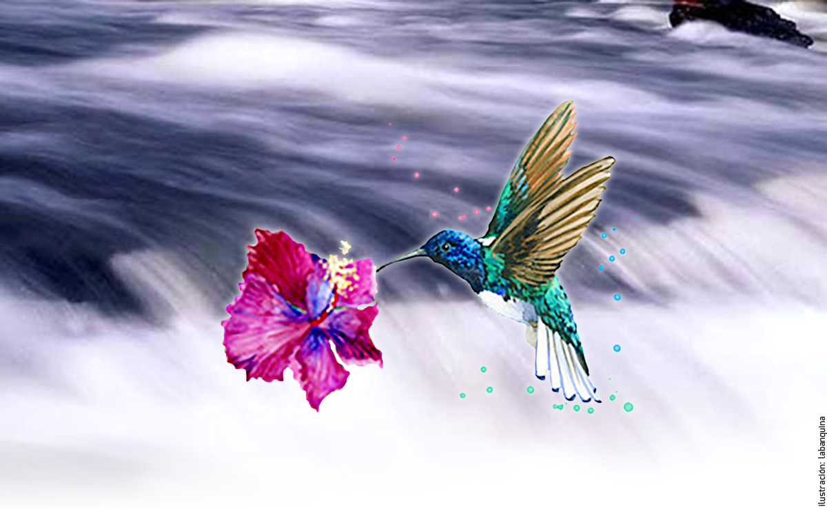 EL COLIBRÍ Y LA FLOR