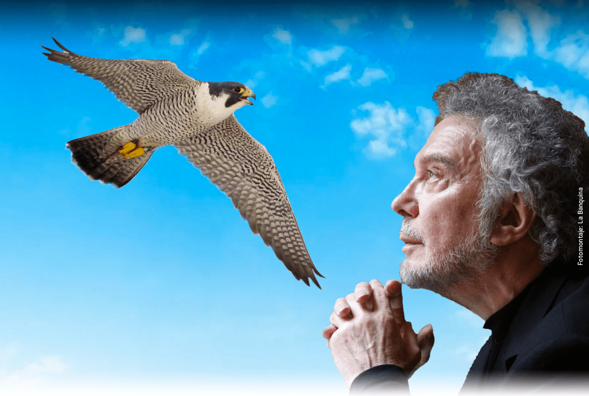 YO QUERÍA SER ALCÓN